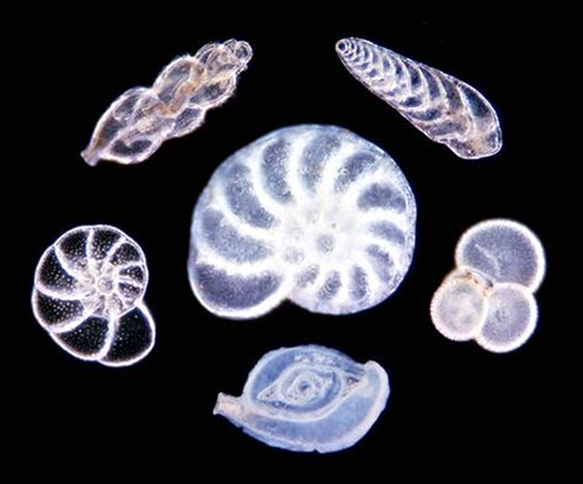 Fossil Analysis 2